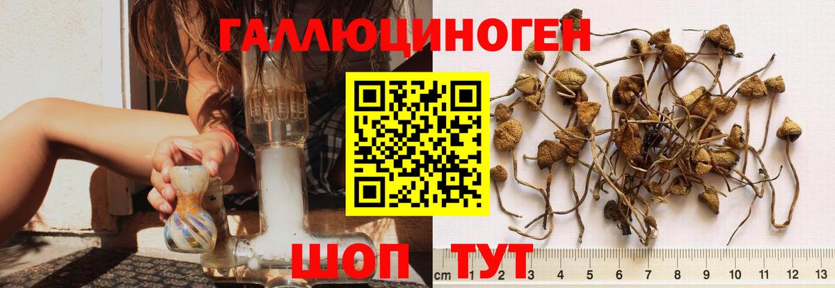 Псилоцибиновые грибы GOLDEN TEACHER Люберцы